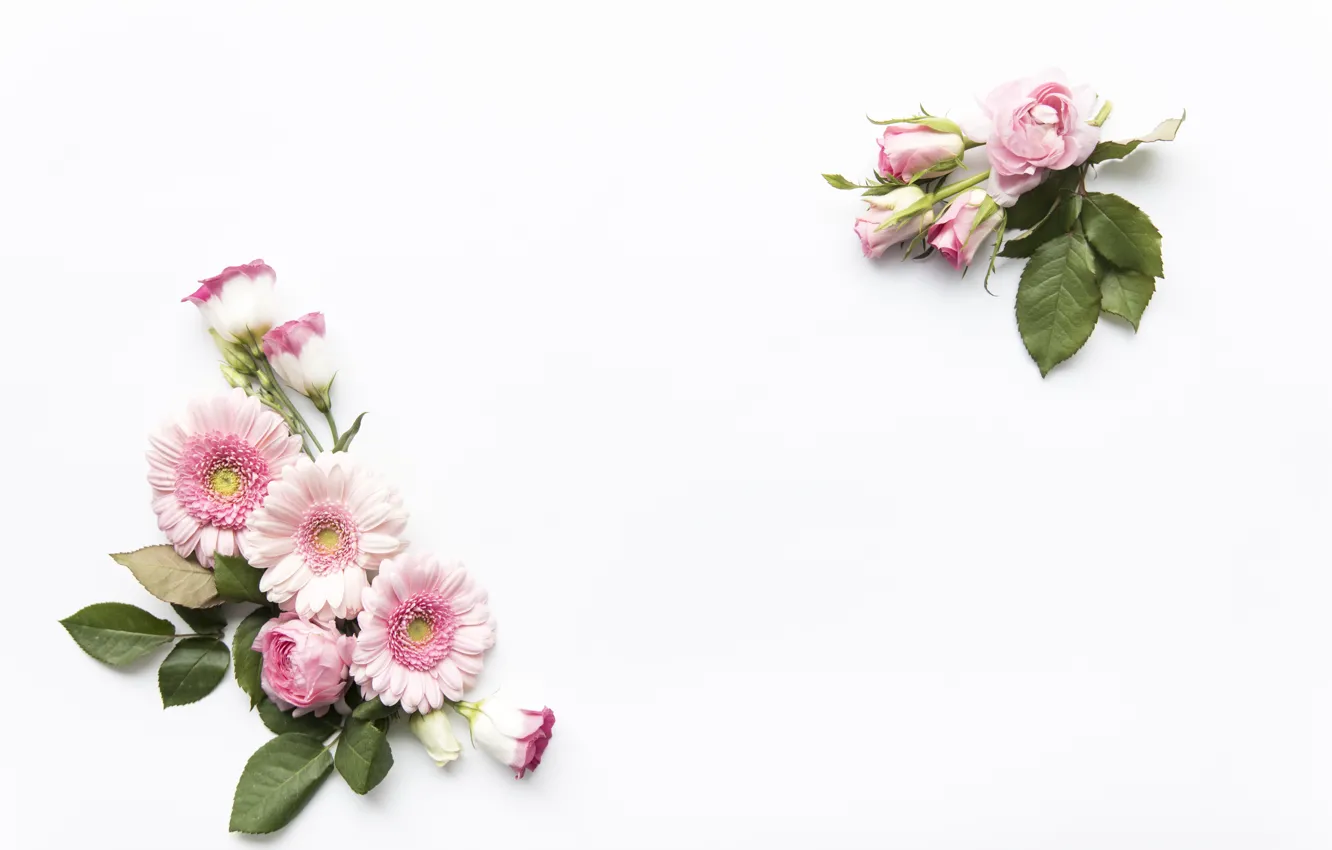 Фото обои цветы, Pink, белый фон, flower, Rose, leaves, Decor