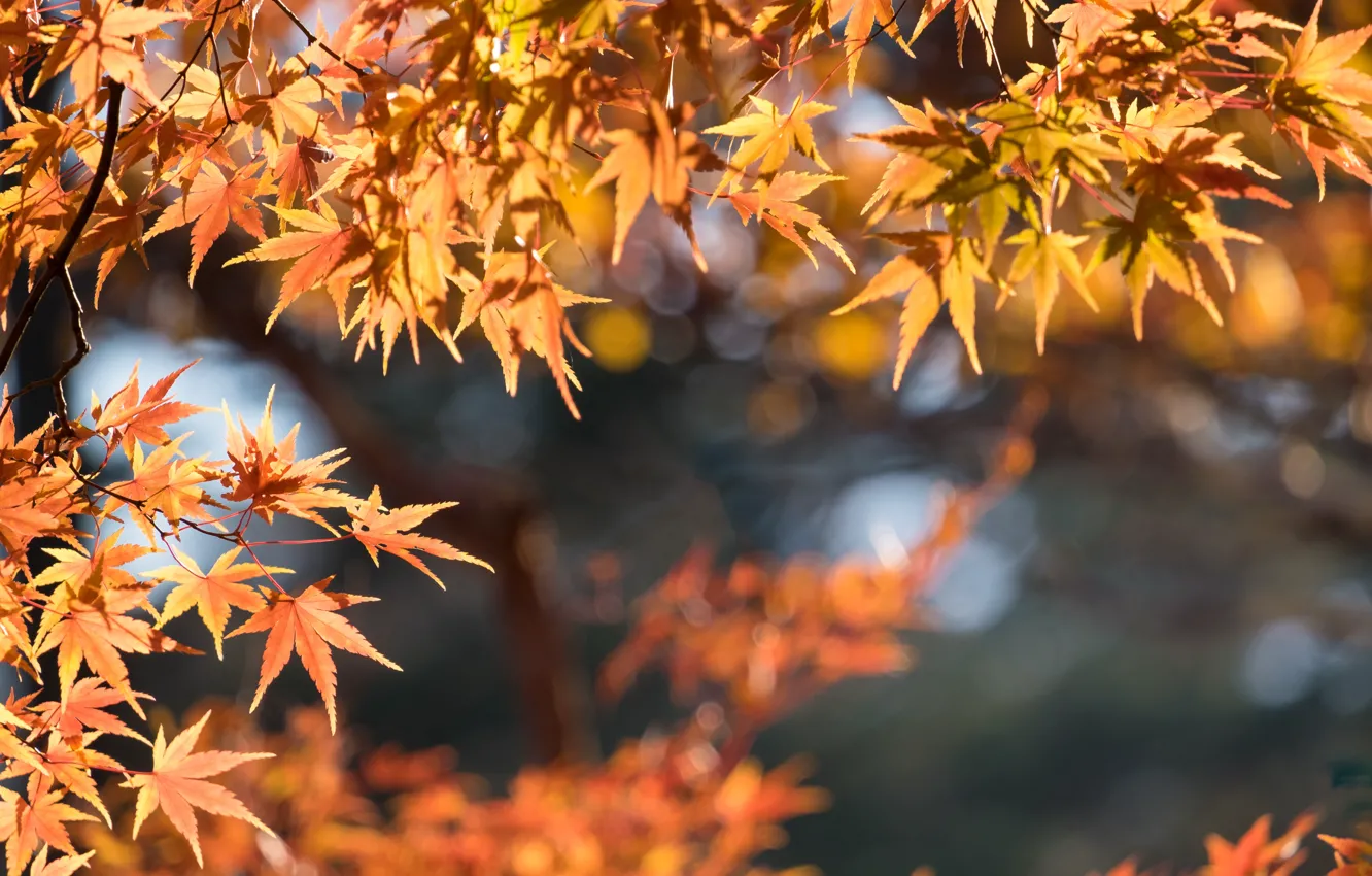 Фото обои осень, листья, colorful, клен, autumn, leaves, осенние, maple