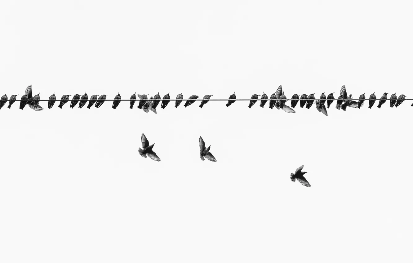 Фото обои природа, птица, провода