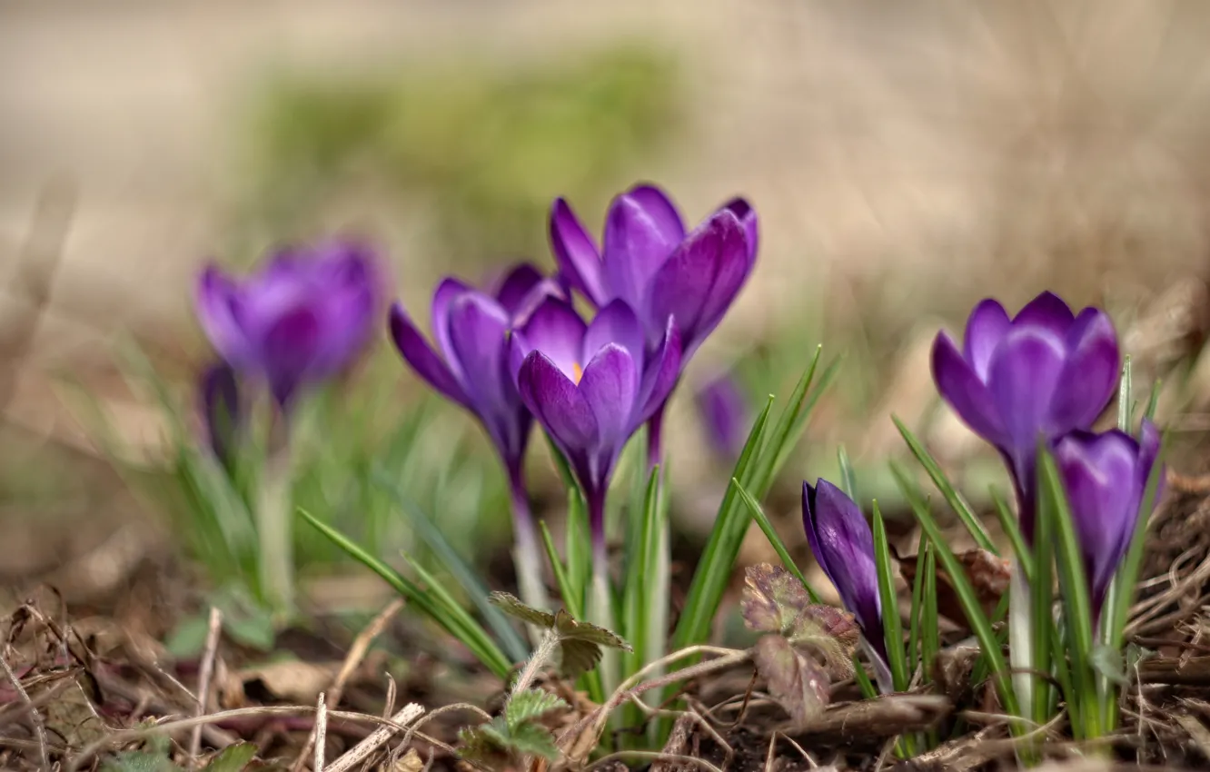 Фото обои цветы, поляна, весна, фиолетовые, крокусы, бутоны, сиреневые, боке