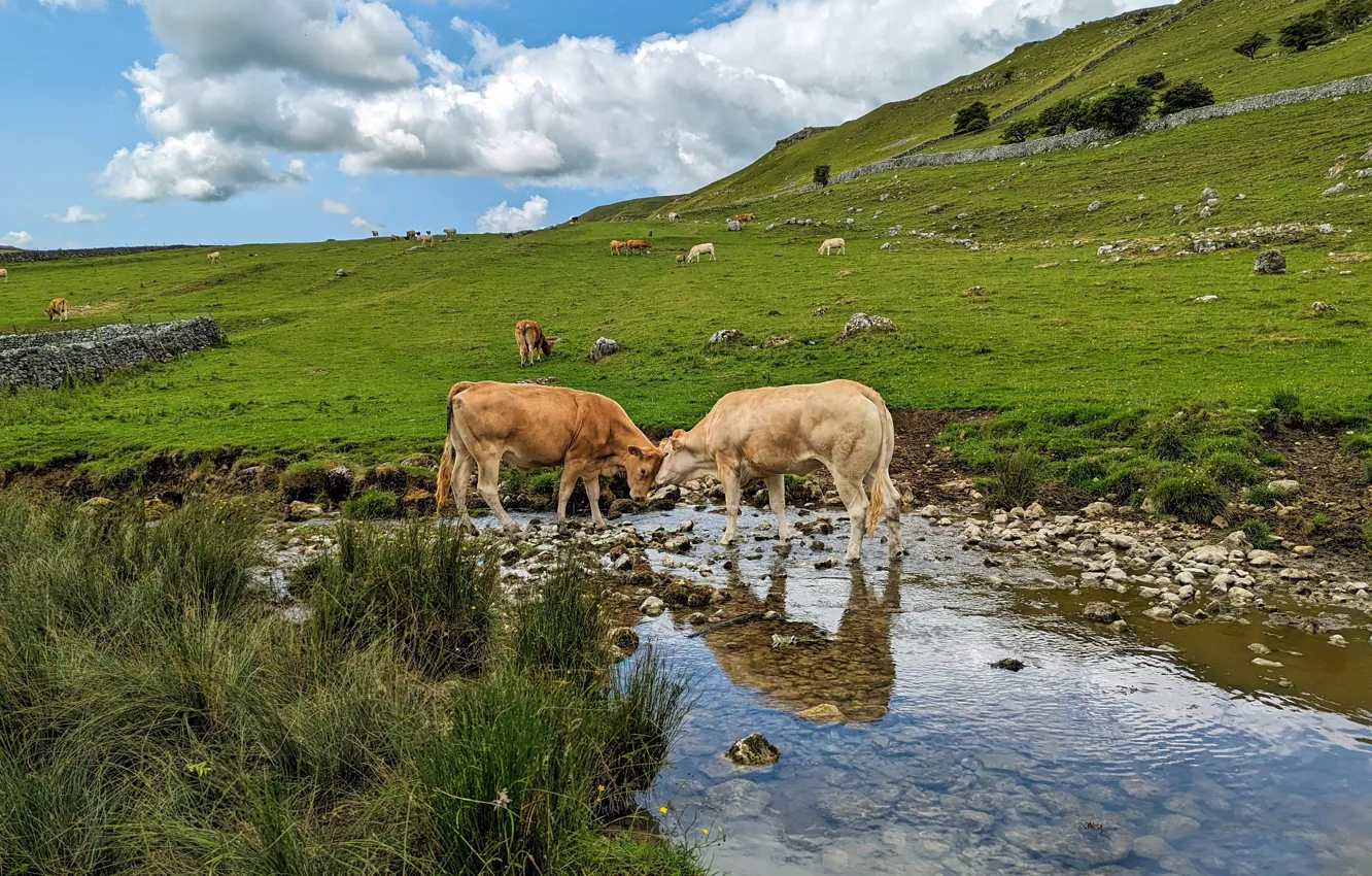 Фото обои поле, горы, коровы, пастбище, водоем, стадо, бык, теленок
