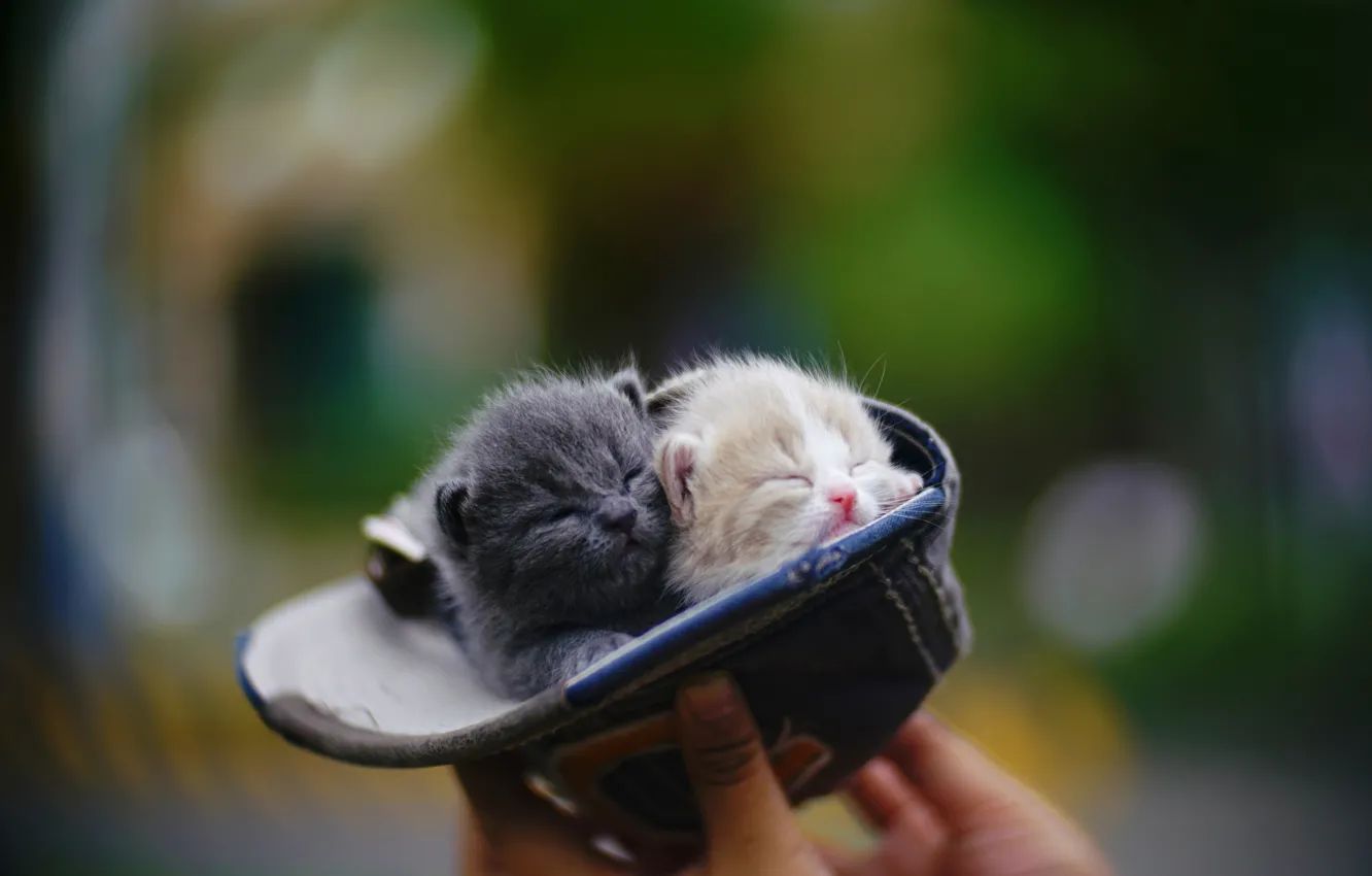 Фото обои размытость, котята, кепка, малыши, парочка, в кепке
