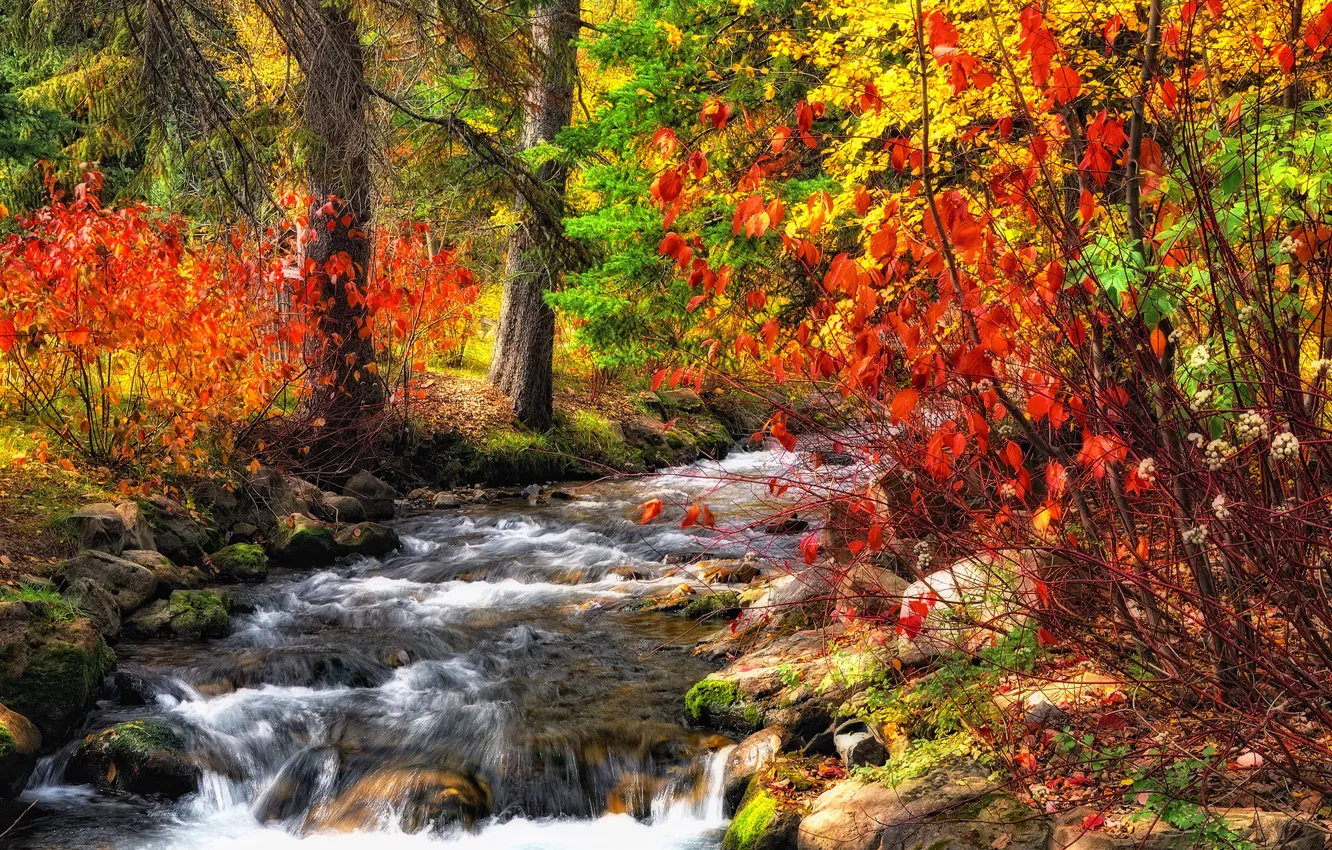 Фото обои осень, лес, река, ручей