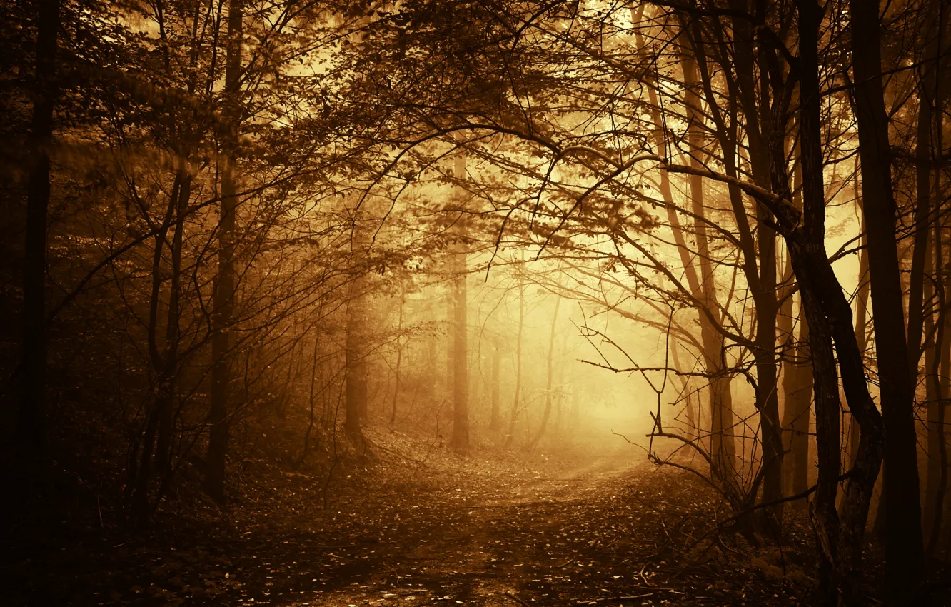 Фото обои дорога, осень, лес, деревья, ветки, туман, тропинка