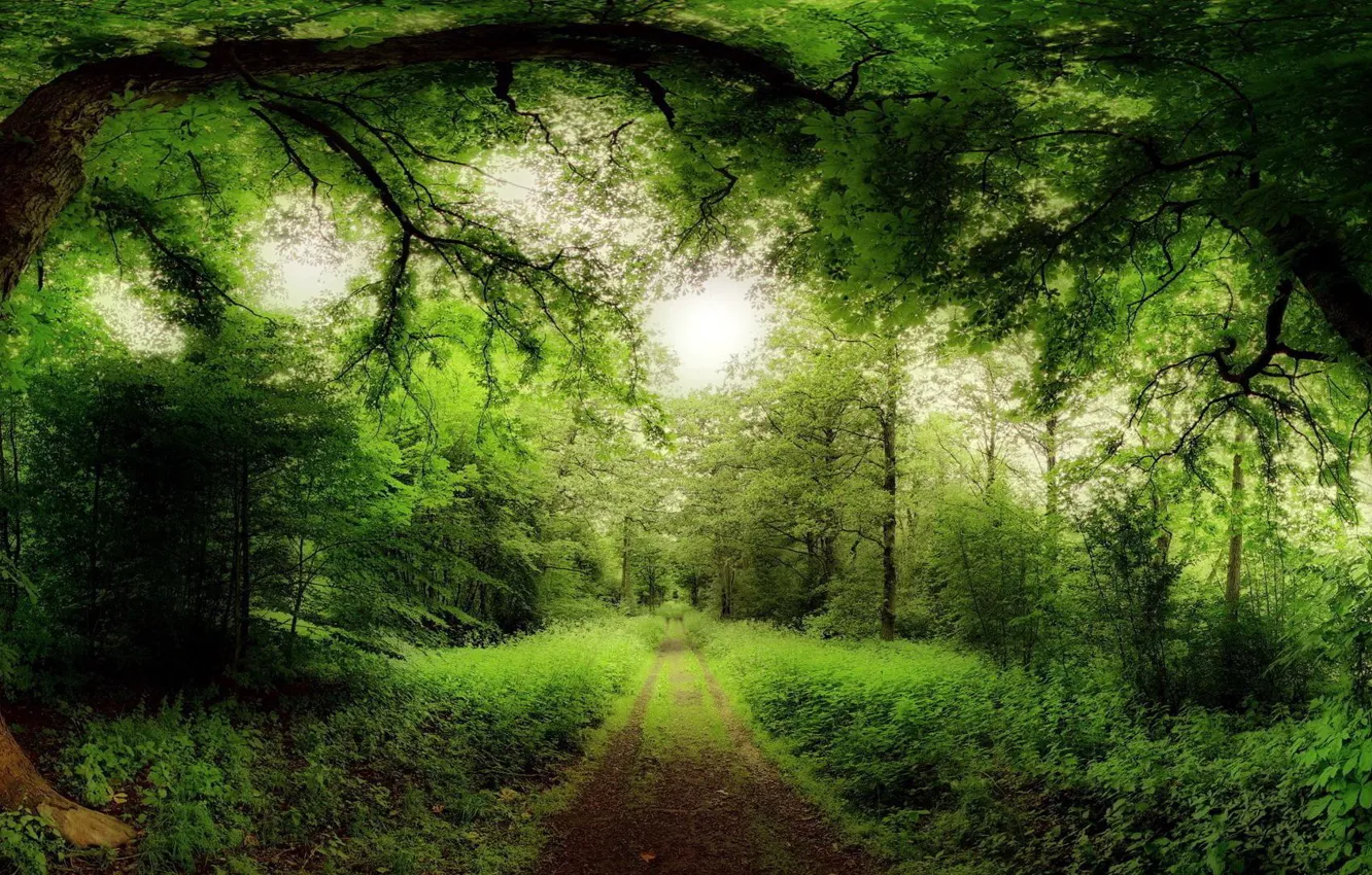 Фото обои зелень, лес, трава
