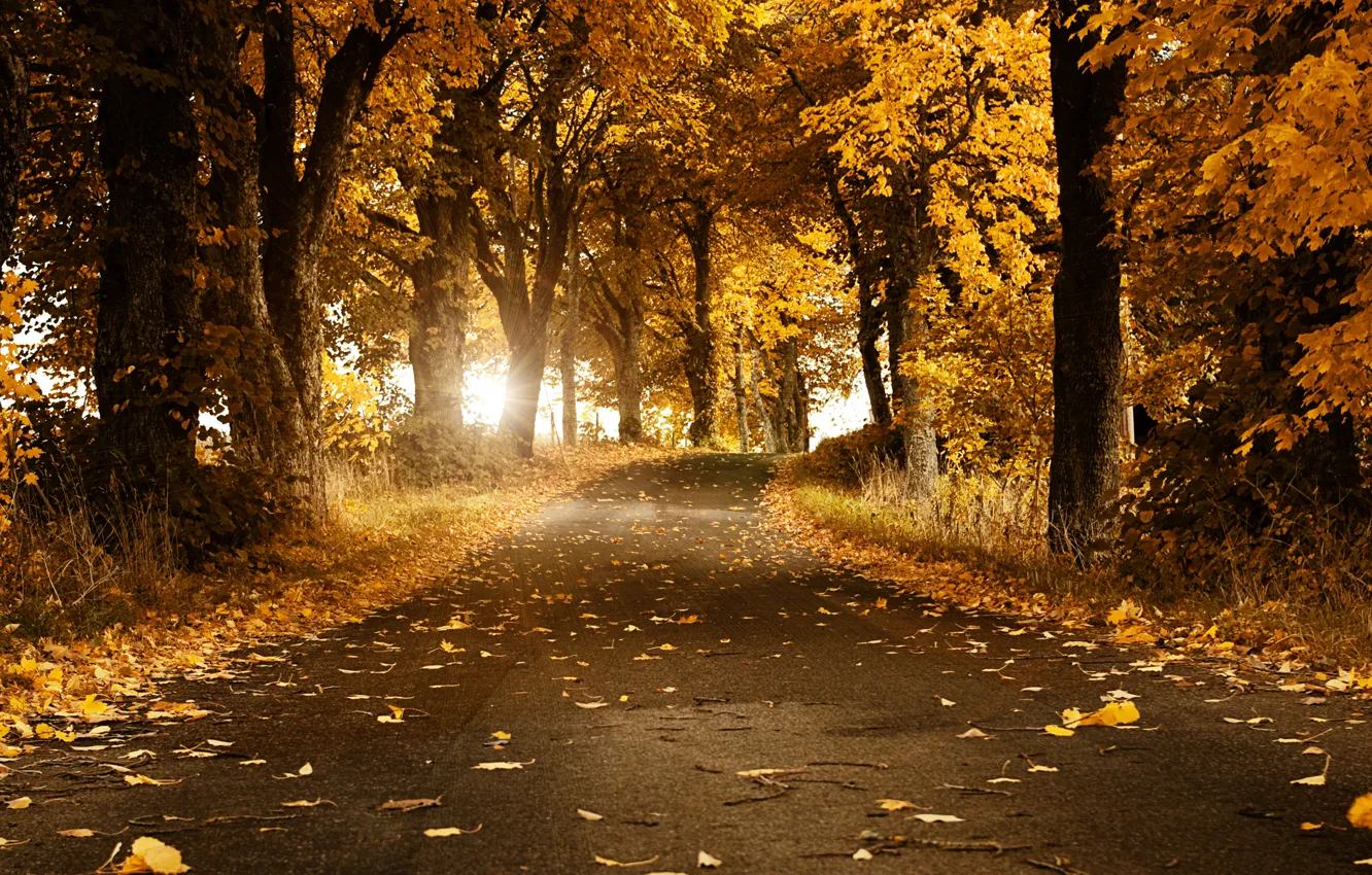 Фото обои дорога, осень, листья, деревья, Швеция