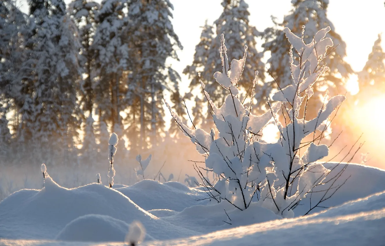 Фото обои зима, солнце, снег, деревья, природа, куст