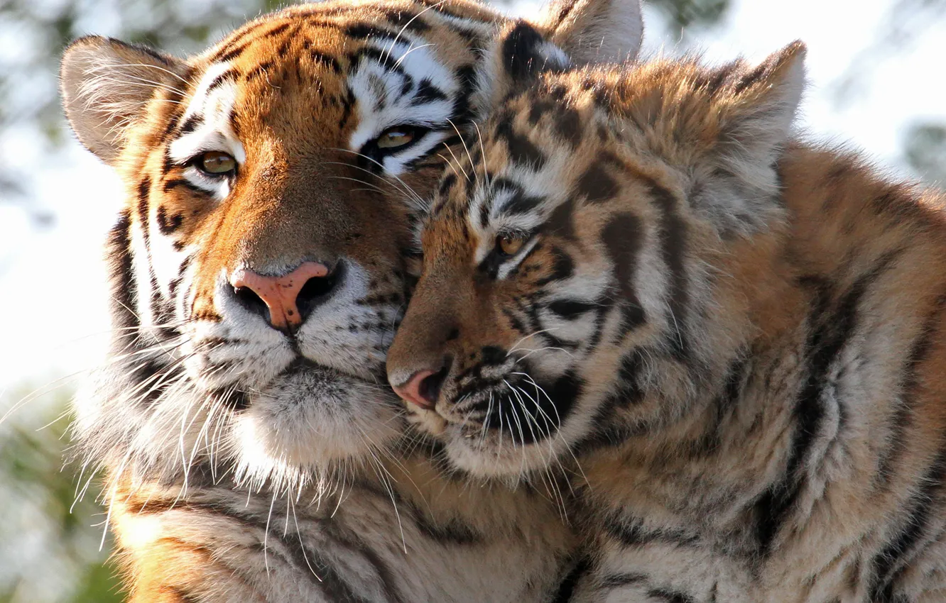 Фото обои детёныш, котёнок, дикие кошки, тигры, тигрица, тигрёнок, материнство