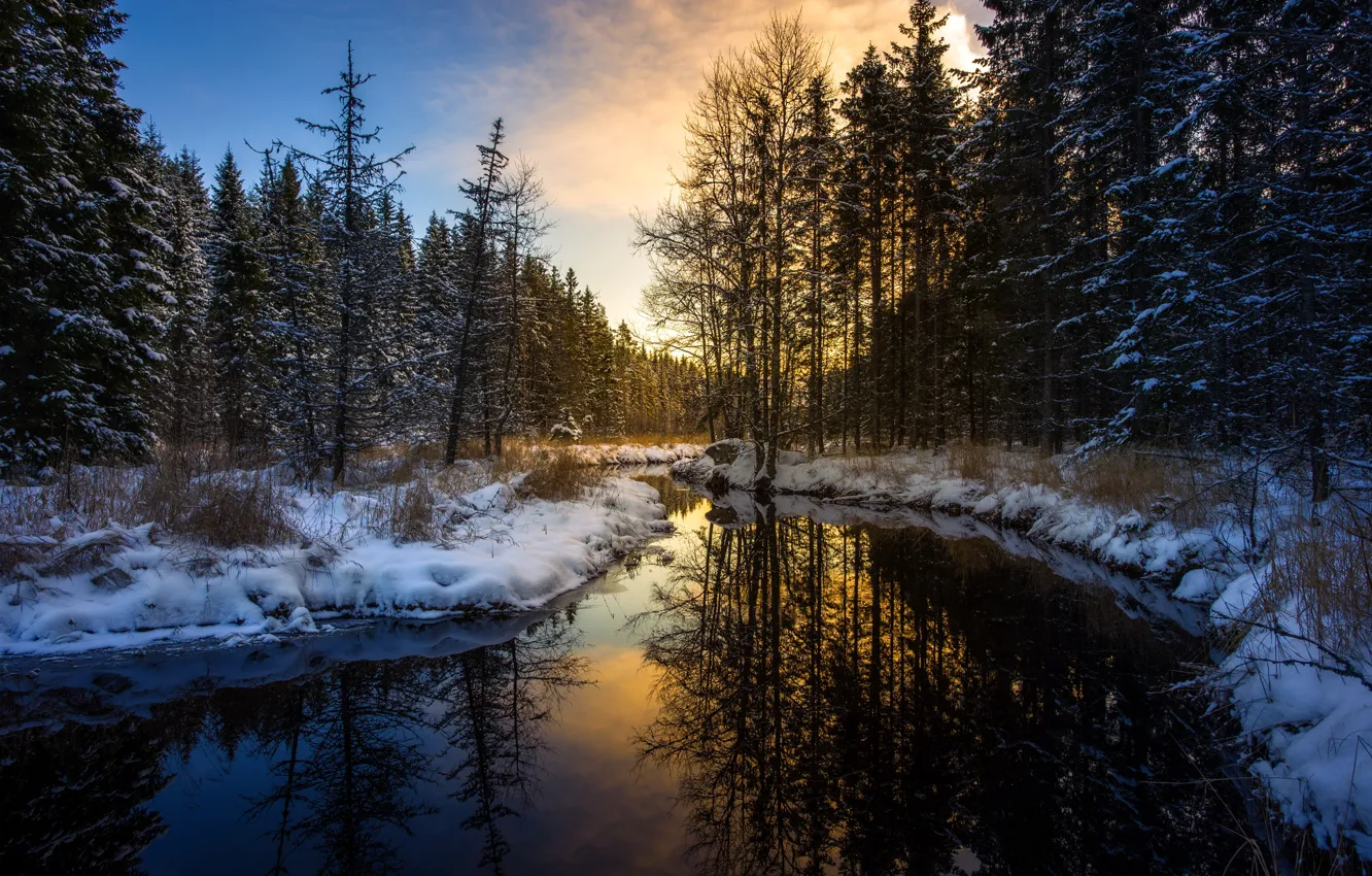 Фото обои зима, лес, река, утро