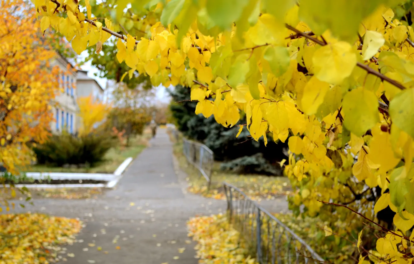 Фото обои улица, желтые листья, тротуар