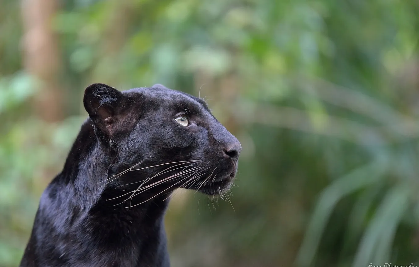Фото обои морда, хищник, профиль, дикая кошка, чёрный леопард