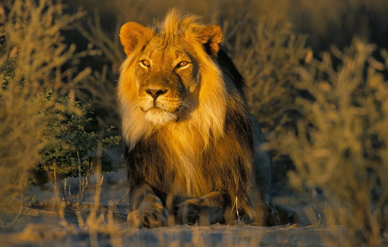 Фото обои лев, грива, самец
