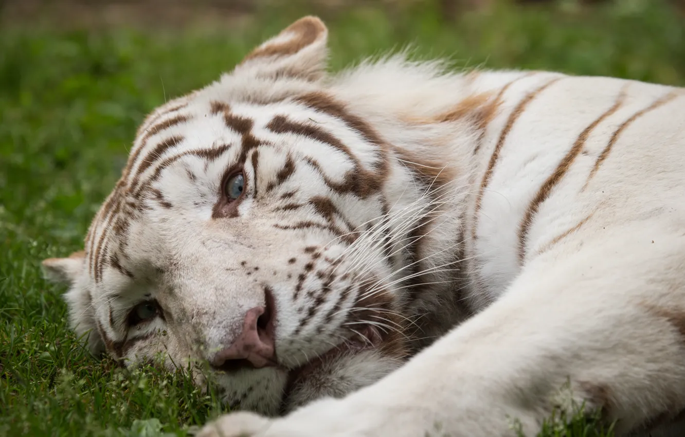 Фото обои кошка, трава, взгляд, морда, белый тигр