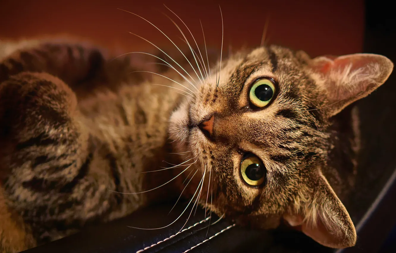 Фото обои кошка, кот, взгляд, морда, фон, лежит, полосатый