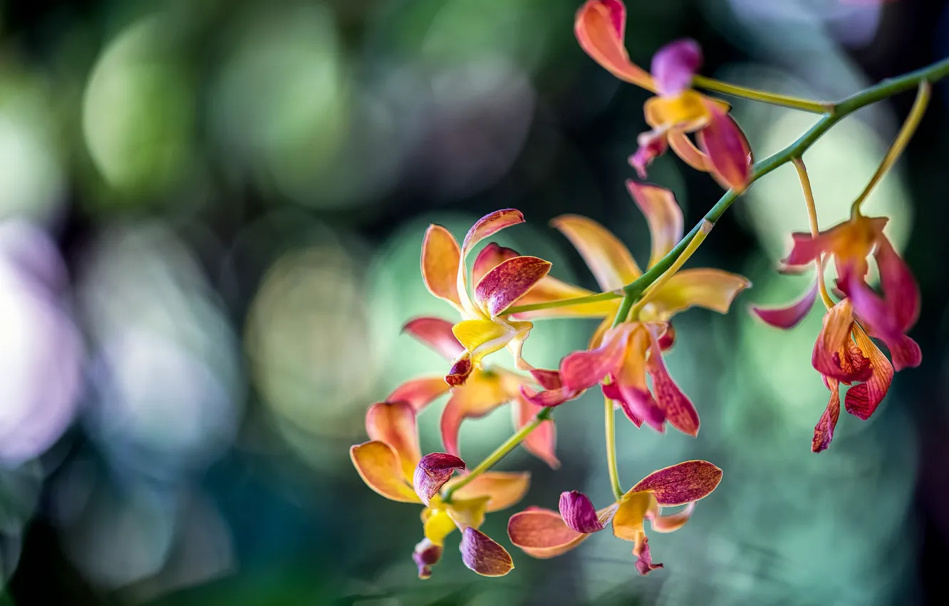 Фото обои ветка, экзотика, орхидея
