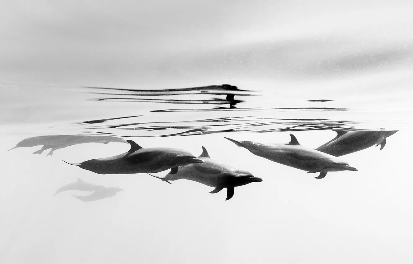 Фото обои млекопитающее, узкорылый дельфин, побережье Мексики