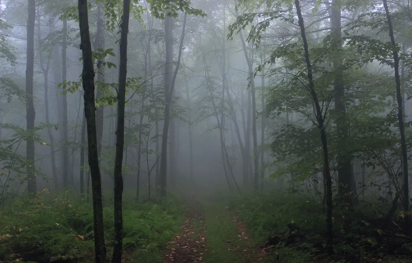 Фото обои лес, деревья, природа, туман, USA, США, Lycoming County, Rider Park
