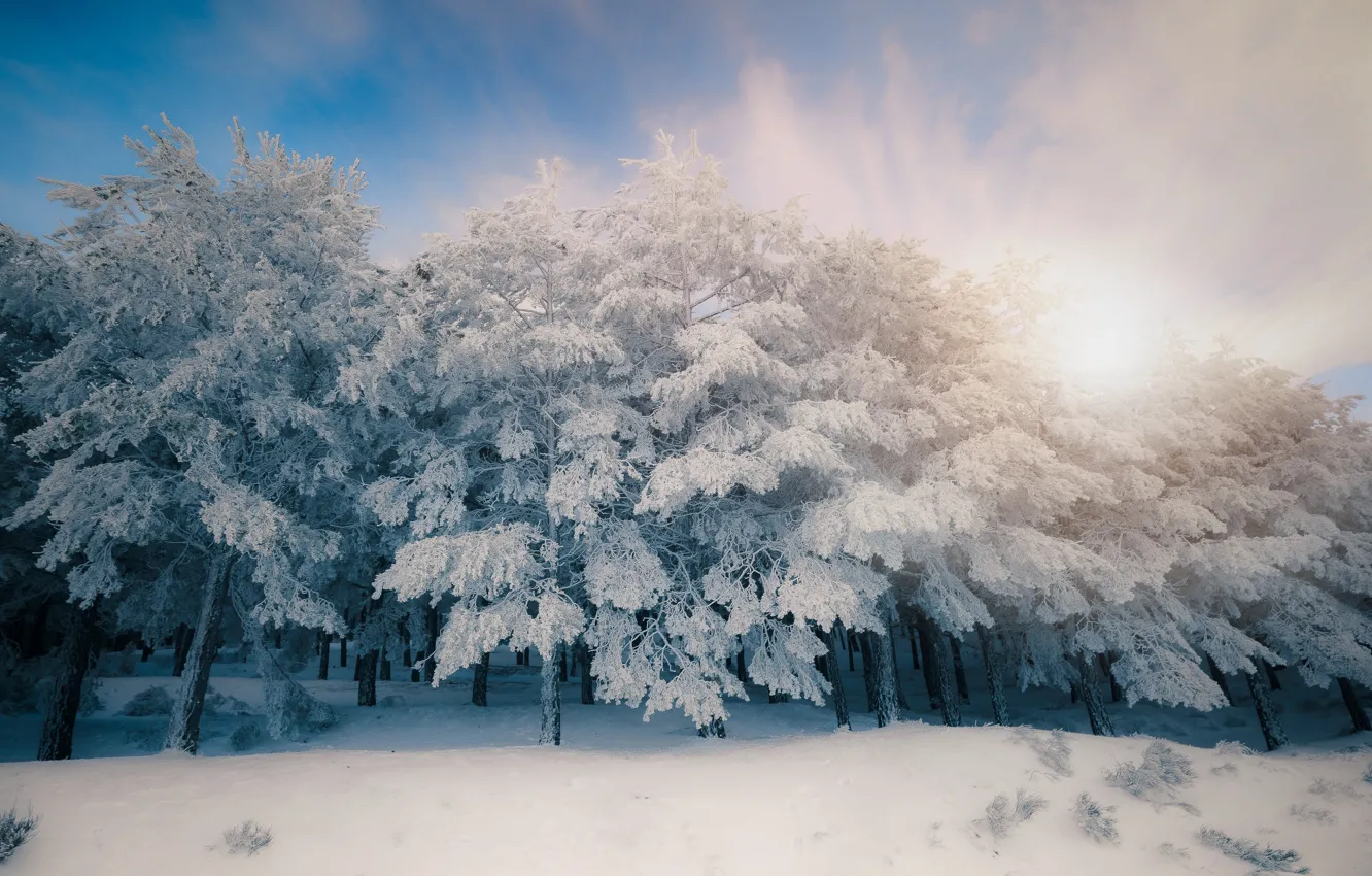 Фото обои зима, лес, небо, солнце, облака, лучи, свет, снег