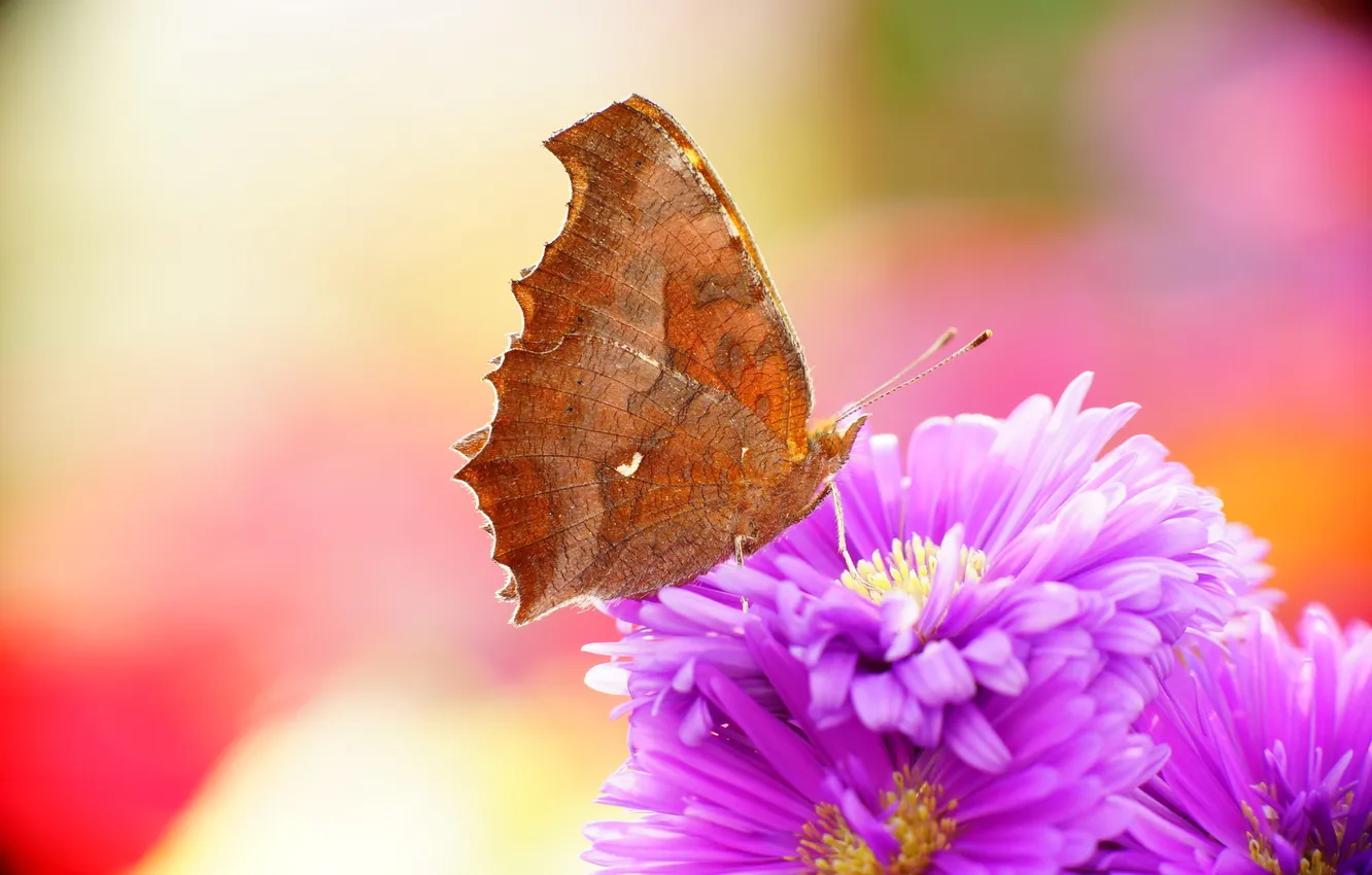 Фото обои природа, бабочка, Gorgeous