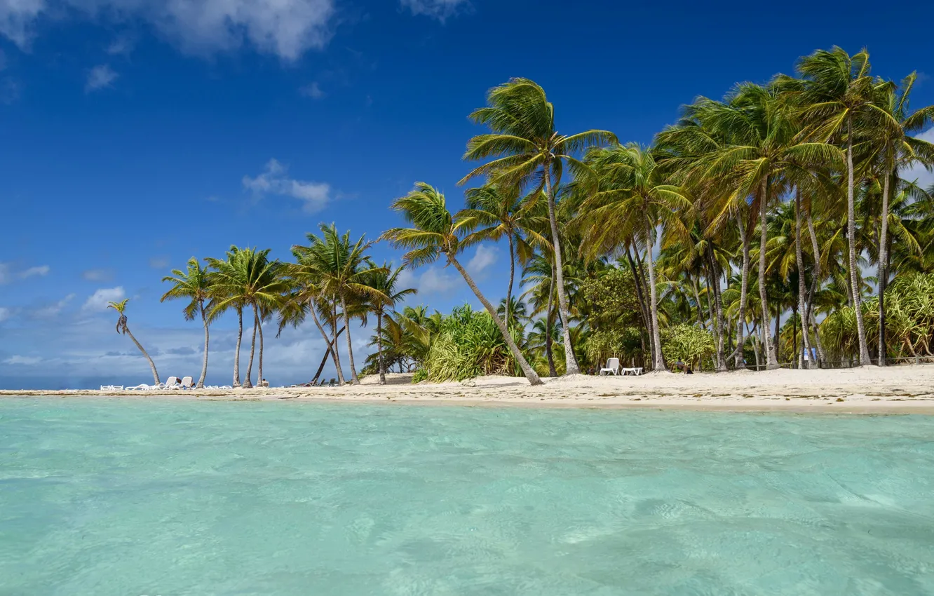 Фото обои пальмы, Карибское море, Гваделупа