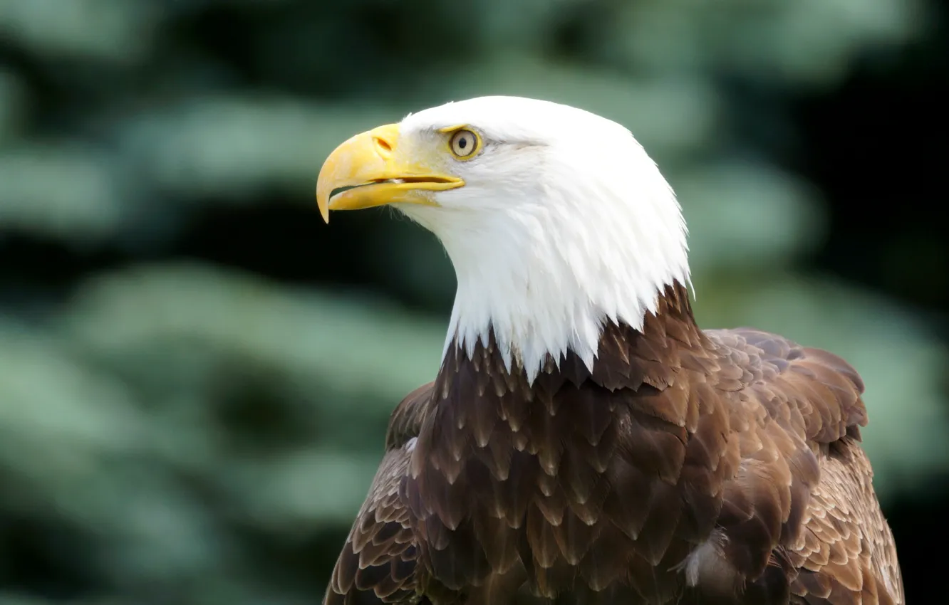 Фото обои взгляд, Птица, профиль, bird, белоголовый орлан, bald eagle