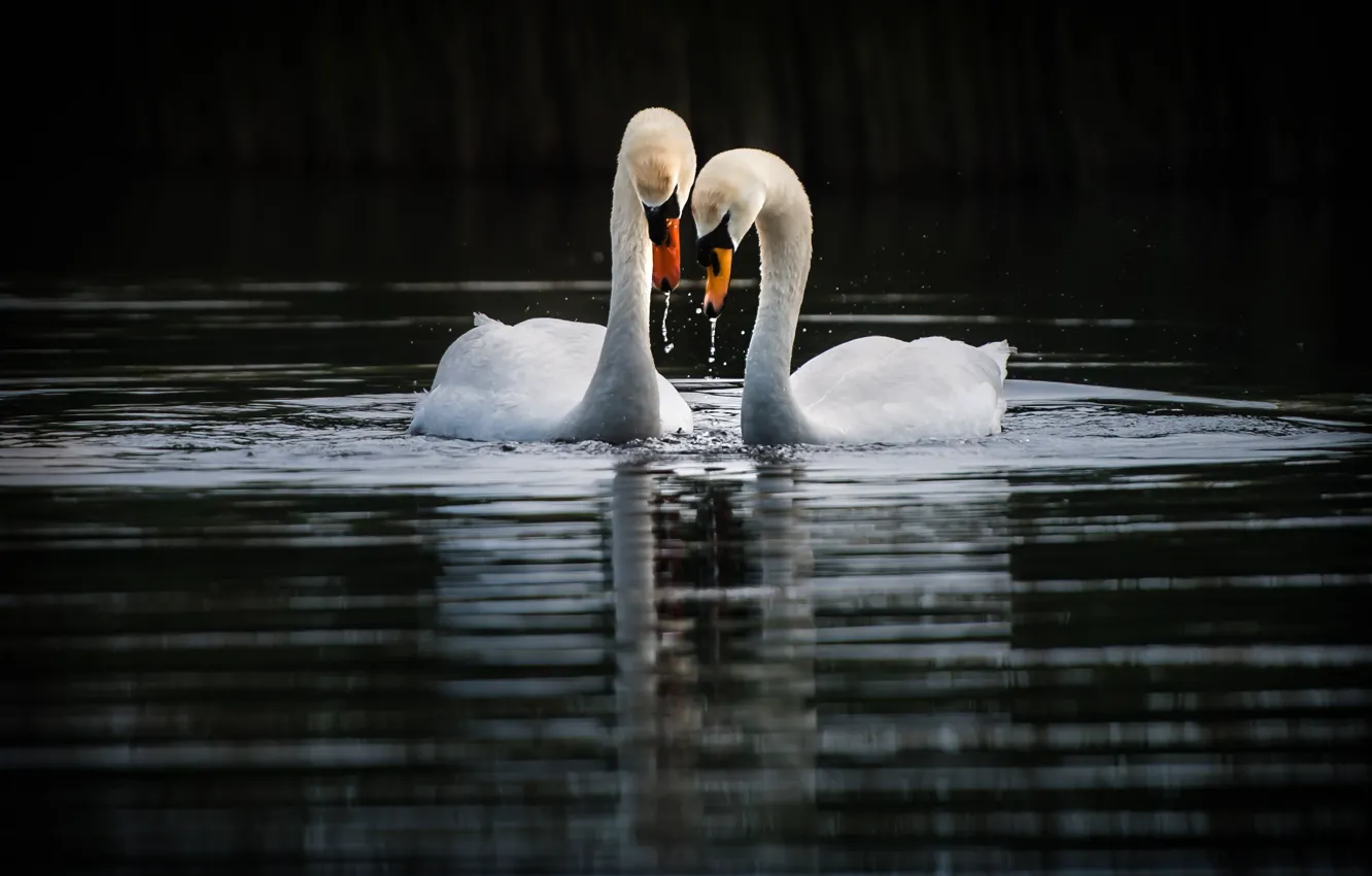 Фото обои птицы, озеро, лебеди