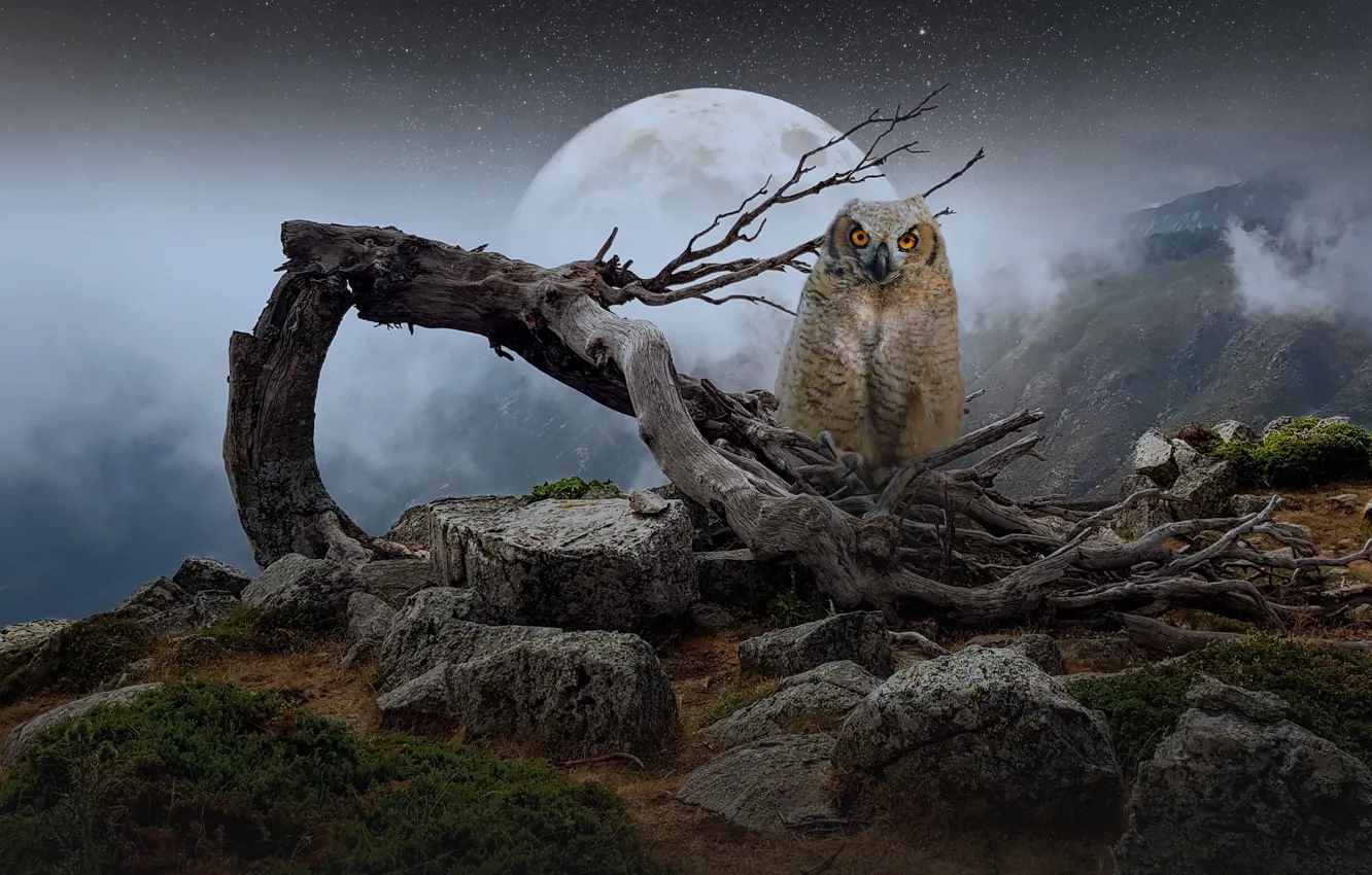 Фото обои небо, взгляд, деревья, горы, ночь, ветки, туман, камни