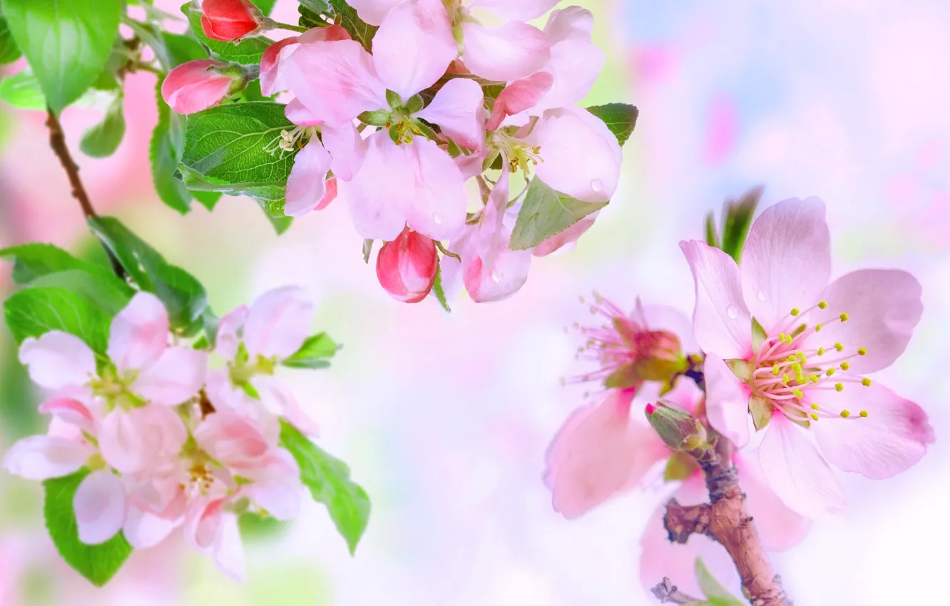 Фото обои весна, яблоня, цветение