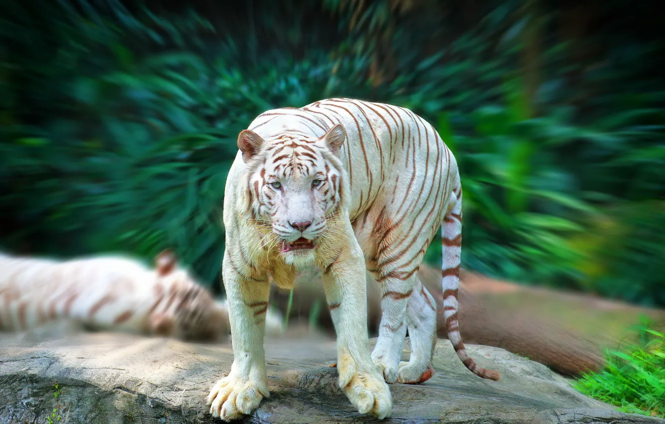 Фото обои белый, взгляд, тигр, хищник