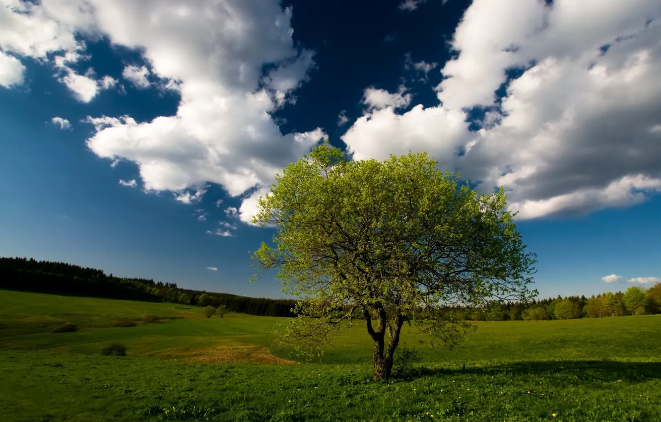 Фото обои поле, лес, небо, облака, Дерево