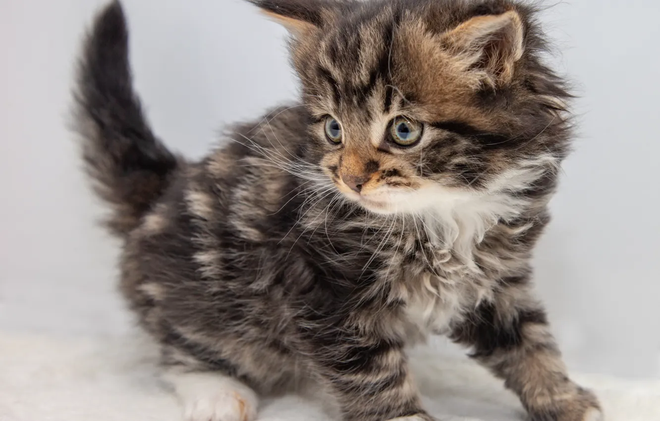 Фото обои кошка, взгляд, поза, серый, милая, пушистый, белый фон, котёнок