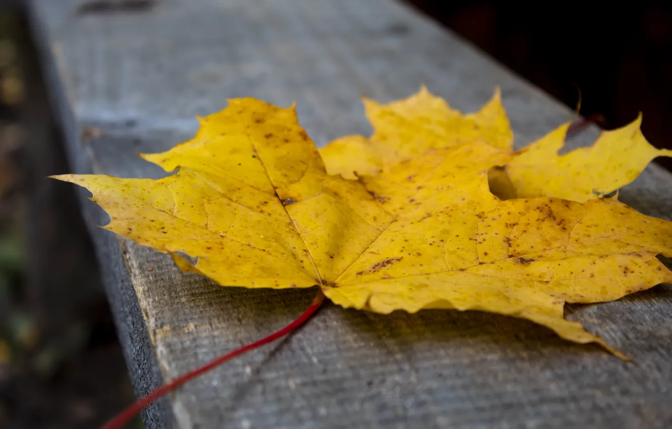 Фото обои осень, желтый, клён, осенние листья, лист клена