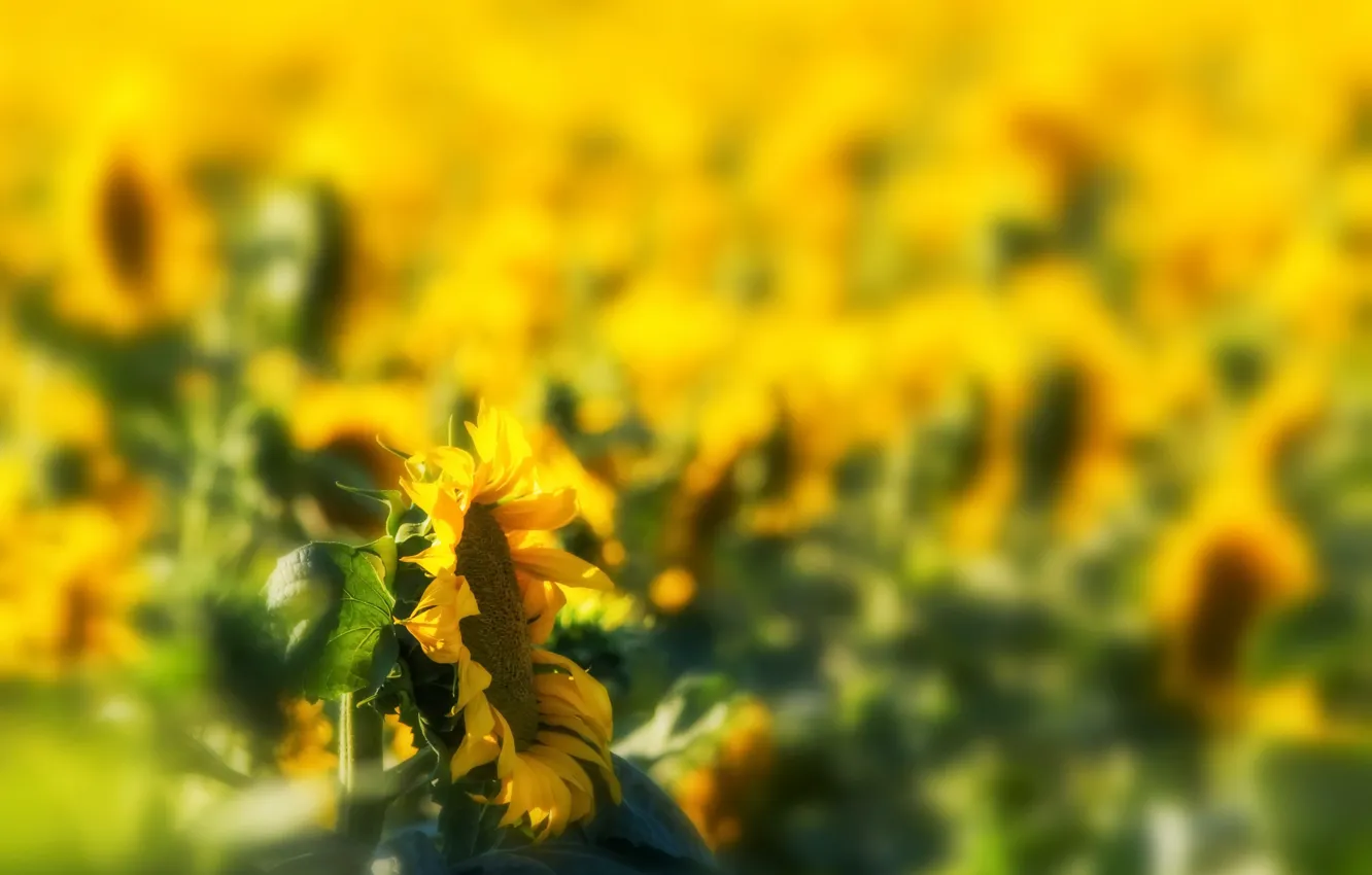 Фото обои лето, подсолнухи, природа