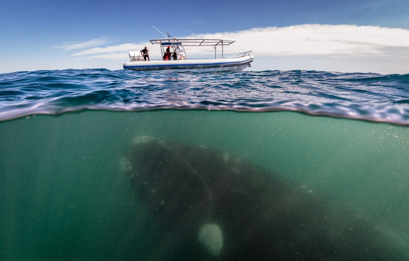 Фото обои океан, лодка, кит, ученые, whale under boat