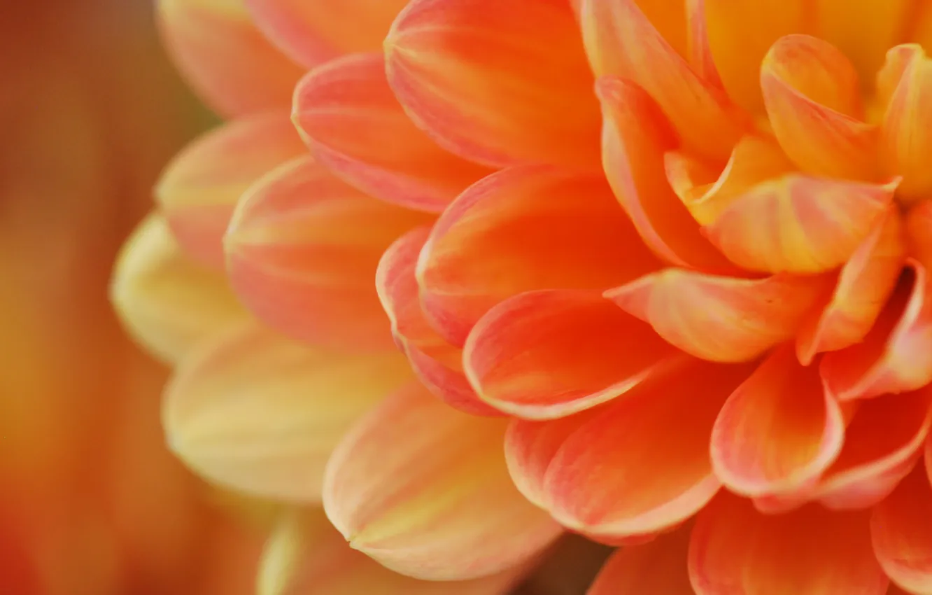 Фото обои цветок, макро, оранжевый, лепестки, персиковый