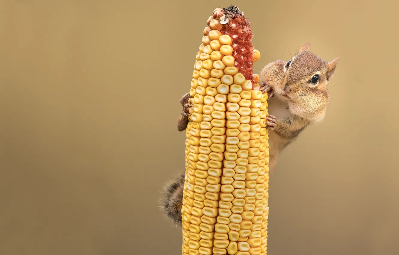 Фото обои фон, кукуруза, бурундук, мордашка, грызун, початок, трапеза
