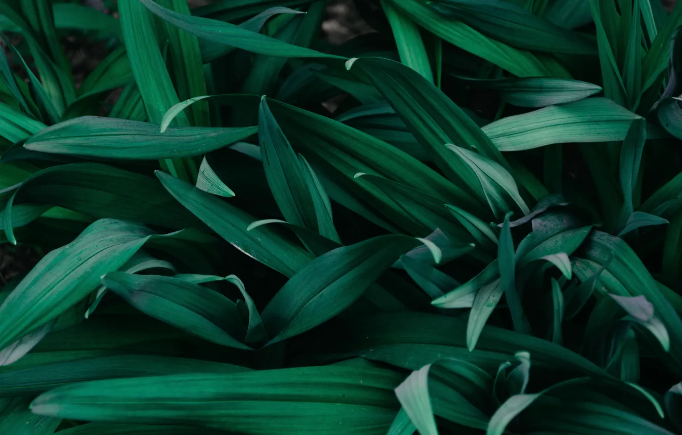 Фото обои green, minimalism, leaves