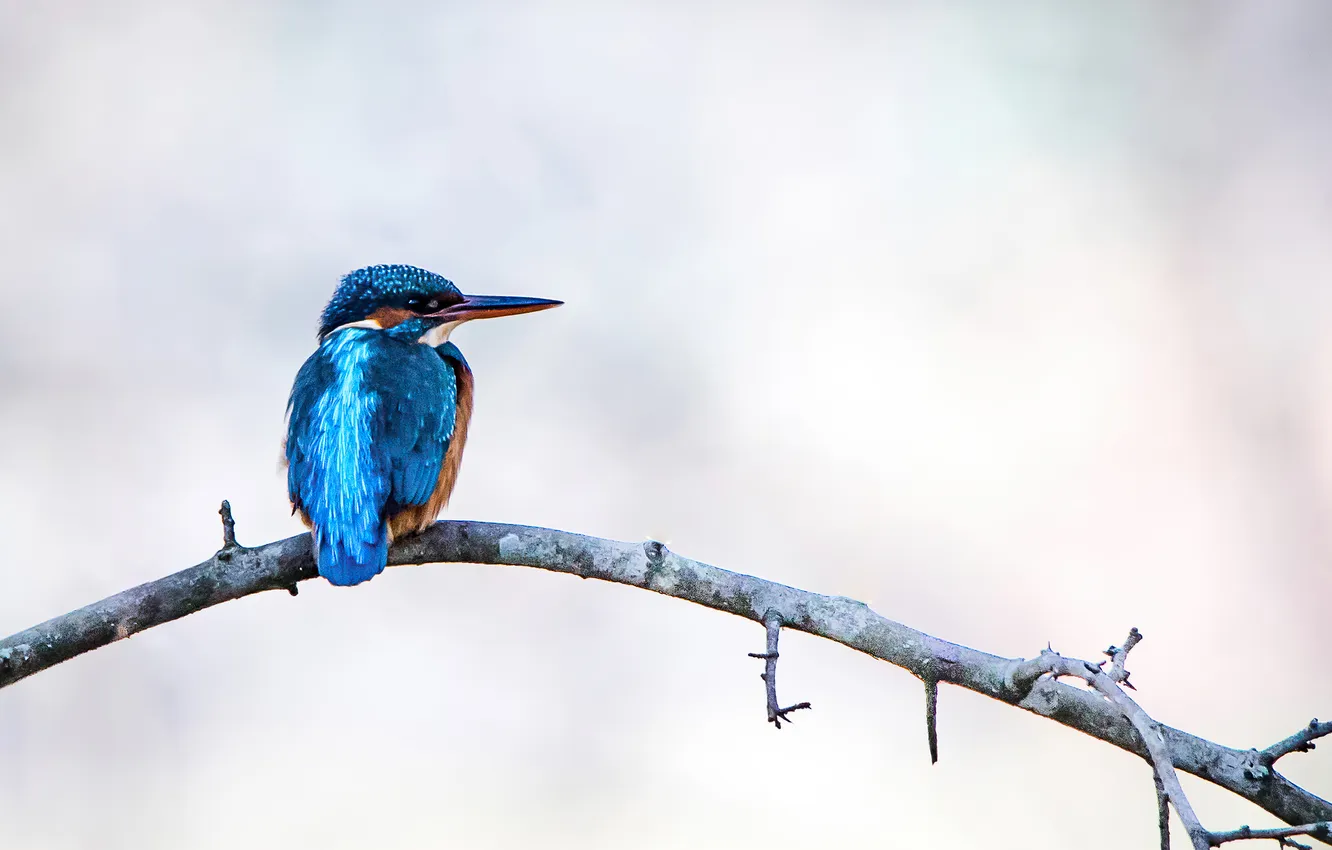 Фото обои bird, picture, kingfisher, animal-