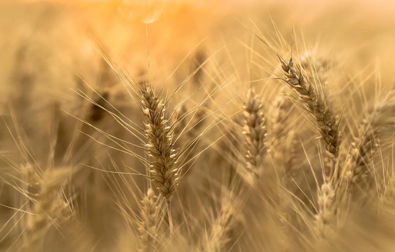 Фото обои пшеница, поле, колоски