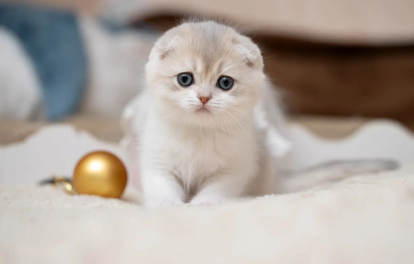 Фото обои взгляд, шарик, малыш, мордочка, котёнок, Скоттиш-фолд, Шотландская вислоухая кошка, Светлана Писарева