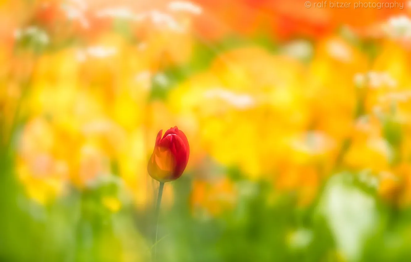 Фото обои цветок, тюльпан, весна