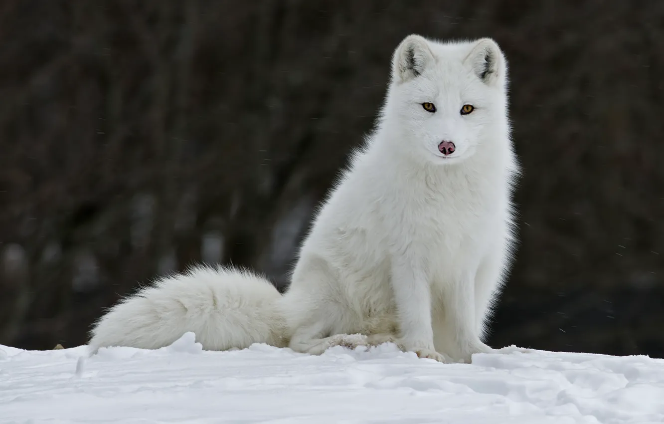 Фото обои зима, снег, животное, лиса, мех, fox, песец, ушки. взгляд