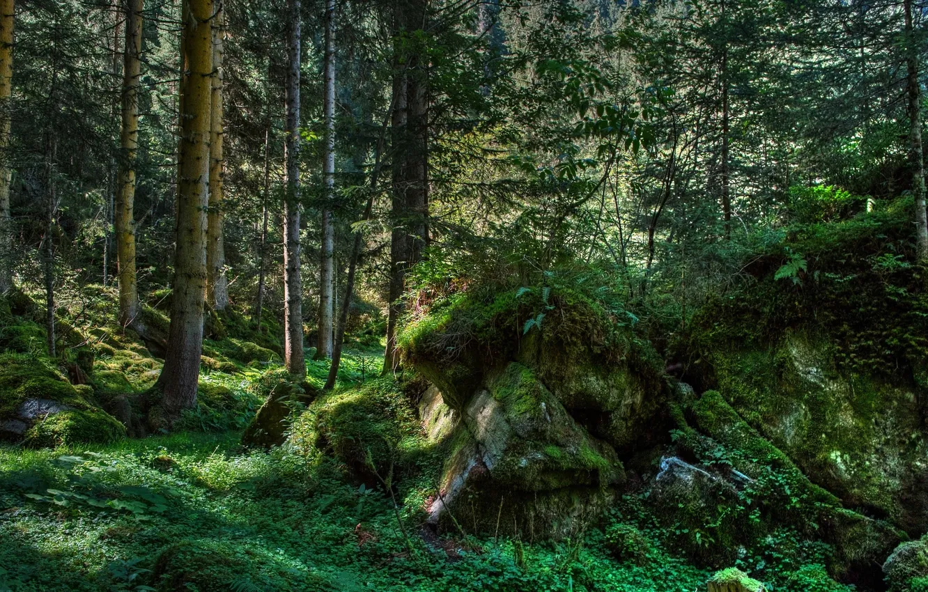 Фото обои green, forest, trees, wood, rocks, Moss