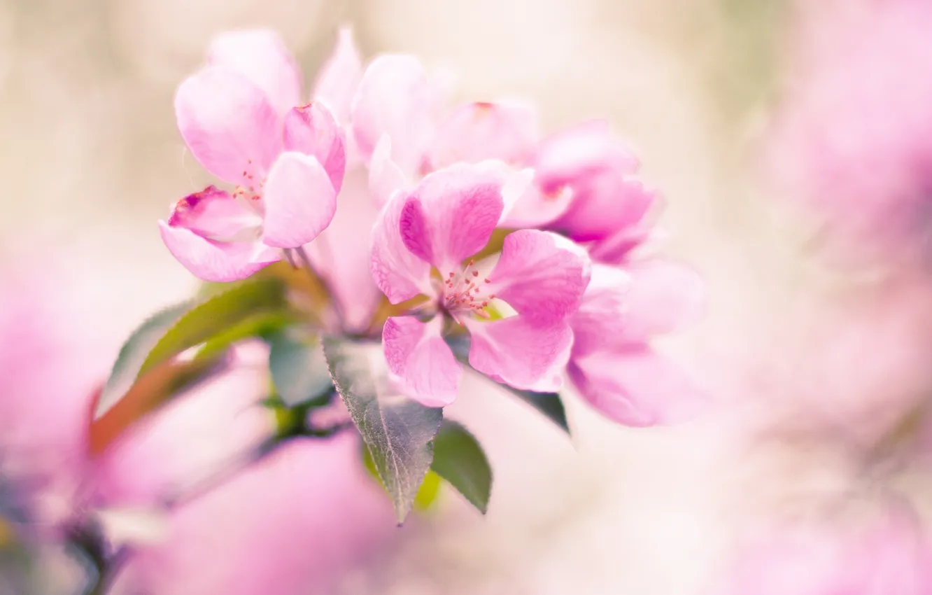 Фото обои листья, цветы, ветка, весна, розовые, яблоня, цветение