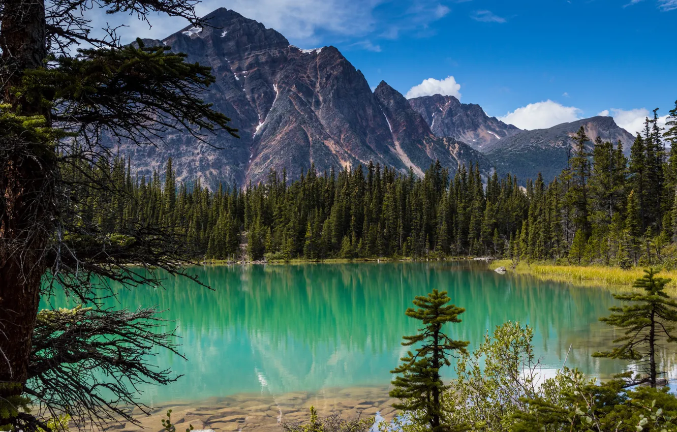 Фото обои лес, деревья, Канада, Альберта, Alberta, Canada, Jasper National Park, Скалистые горы