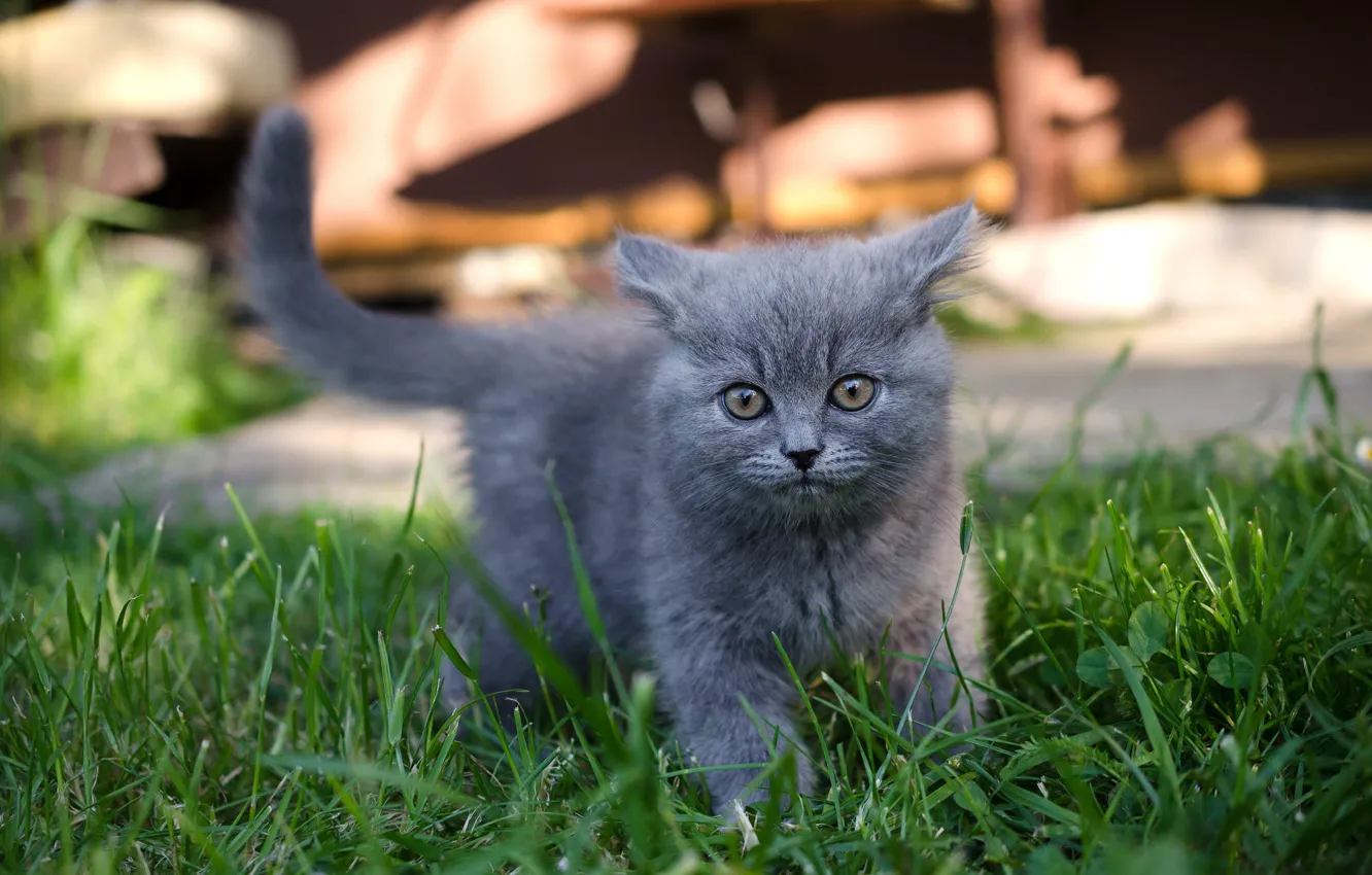 Фото обои кошка, трава, взгляд, свет, котенок, серый, двор, прогулка