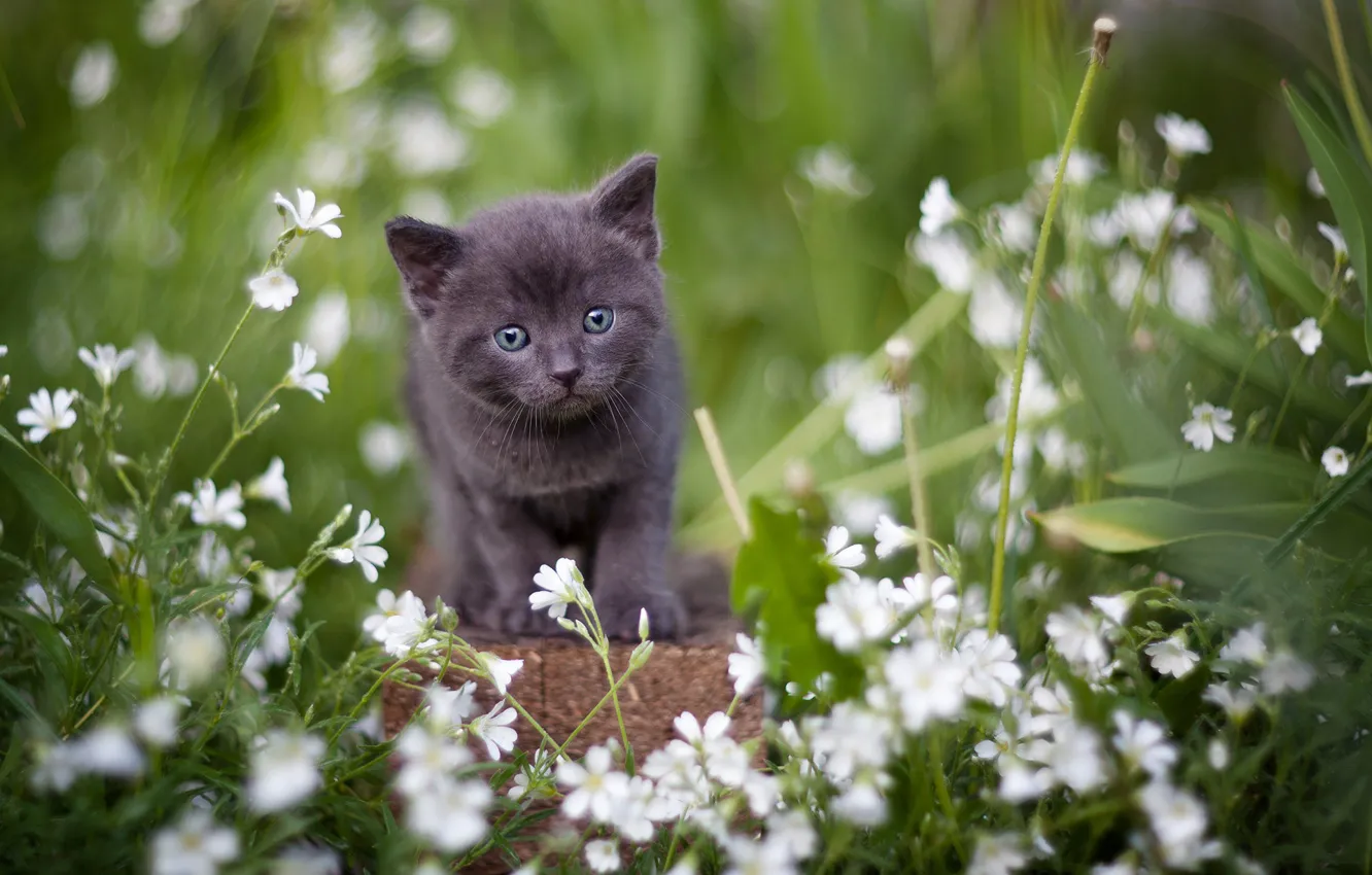 Фото обои взгляд, цветы, серый, малыш, котёнок