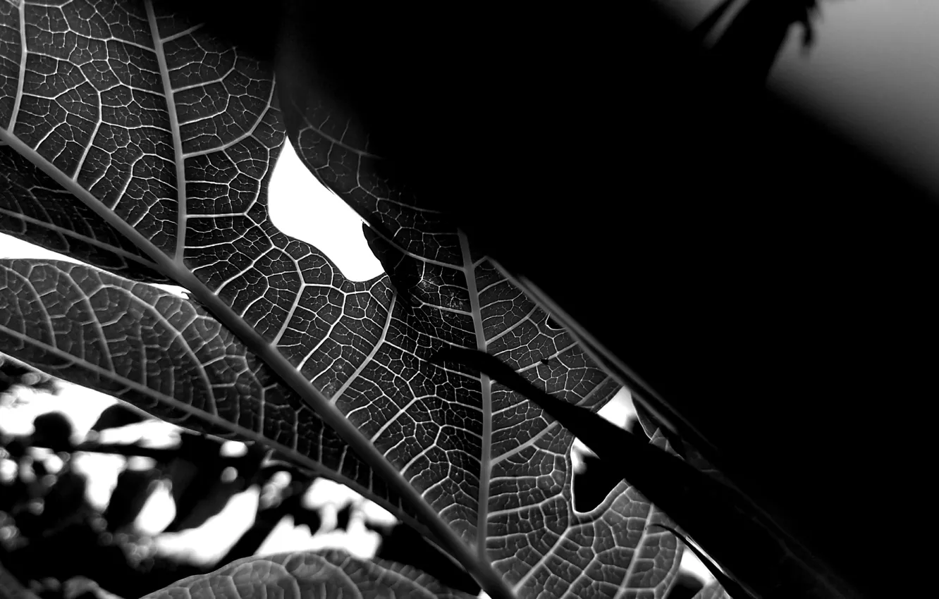 Фото обои black & white, macro leaf, plant, leaf wallpapers, veins