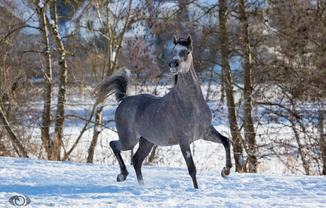 Фото обои поза, серый, конь, лошадь, бег, грация, скачет, позирует