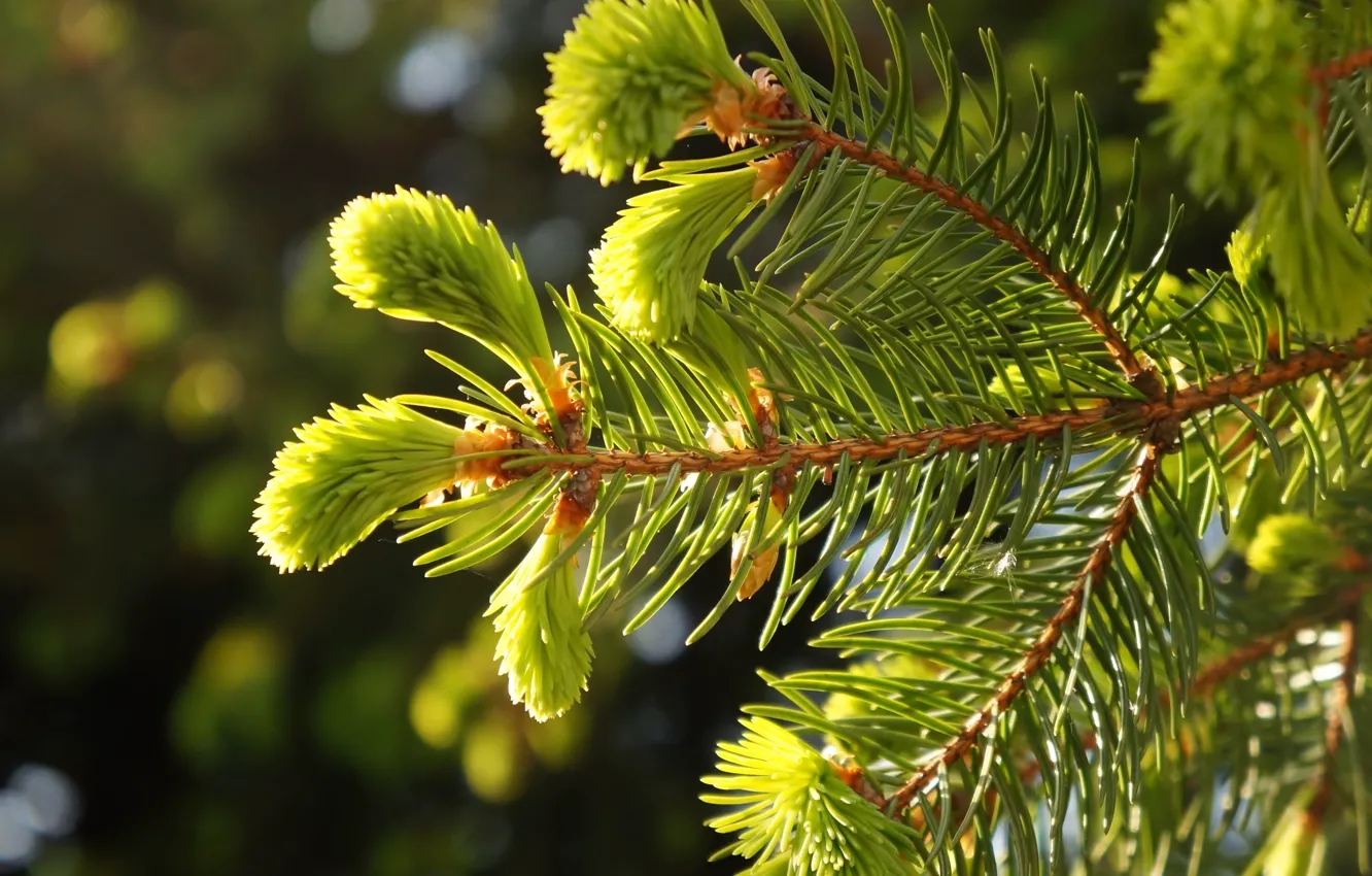 Фото обои green, pine, twig